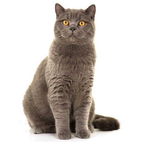 British Shorthair Cat Breed Information | Purina